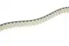 Комплект ГРМ Land Rover Discovery/Range Rover 3.0 TD 09- (20x80z) HEPU 20-2073 (фото 3)
