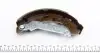 Колодки тормозные (задние) Ford Fiesta 95-/Fusion 02- (барабанные) (203x38) MEYLE 714 533 0000 (фото 2)
