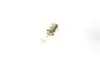 Автолампа H6W 12V 6W BAX9s Halogen Miniature NARVA 681613000 (фото 2)